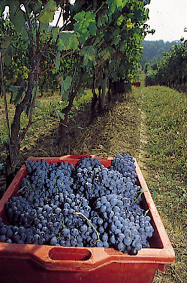 Marchesi Incisa Winery Lodge Rocchetta Tanaro Buitenkant foto